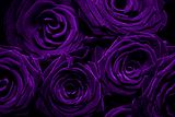 Purple-Roses.jpg image by majusteak